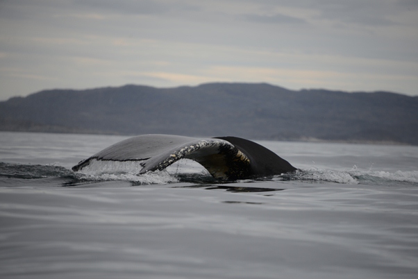 Ilulissat - valsafari