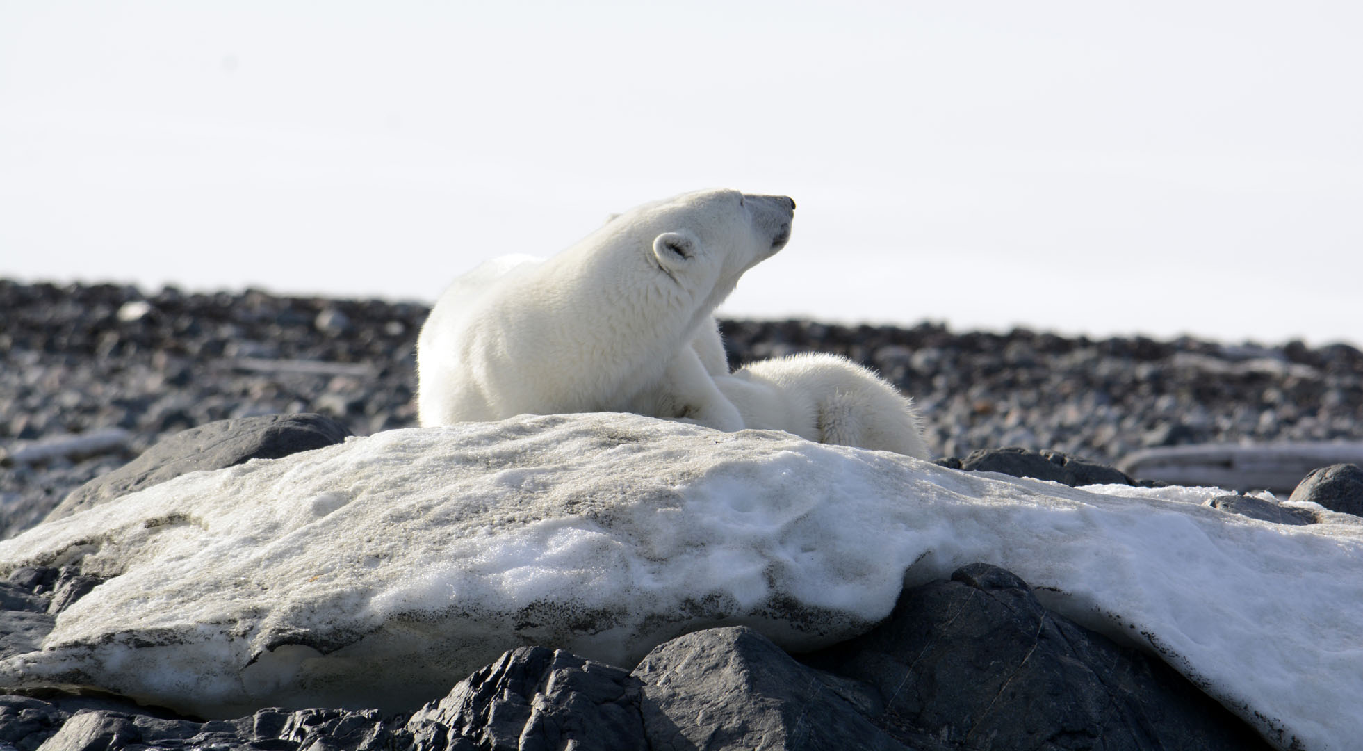 Svalbardskryssningar 2026