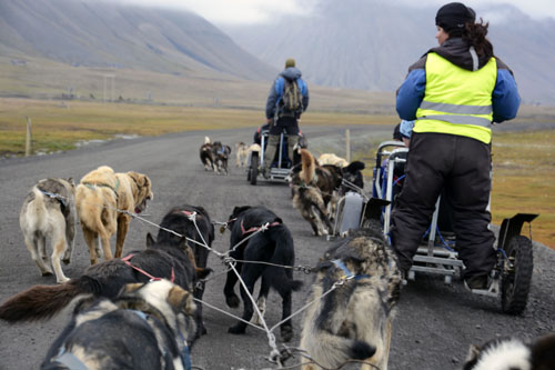 Hemf�rd, tillval hundsl�de p� hjul